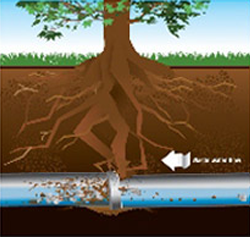 Signs of Tree Root Invasion