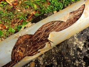  Tree Root Damage